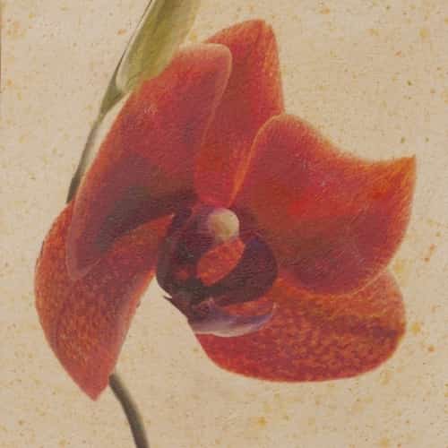 Rezny Orchid to the RIght Red 8x8x2